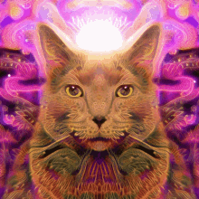cat psychedelic