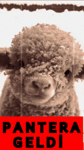 a black and white photo of a sheep with the words pantera geldi