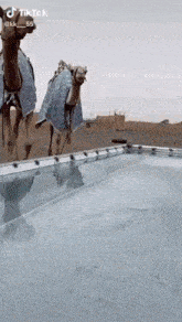 Camel Water GIF - Camel Water GIFs