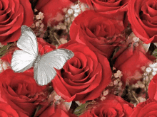 butterfly red roses rose flowers