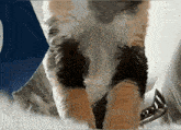 a close up of a cat 's paws against a blue and white background