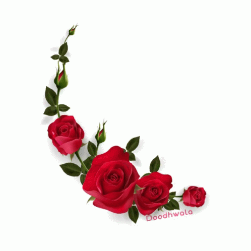 Red Rose Rose Sticker - Red Rose Rose Flower - Discover & Share GIFs Red Rose Rose Sticker - Red Rose Rose Flower - Discover & Share GIFs