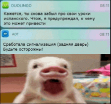 a picture of a pig with its mouth open next to a text message from duolingo