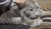 Pet Lynx Petting Floof GIF - Pet Lynx Petting Floof GIFs