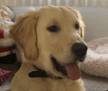 Happy Excited GIF - Happy Excited Happy Puppy GIFs