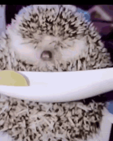 Hedgehog Hungry GIF - Hedgehog Hungry Food GIFs