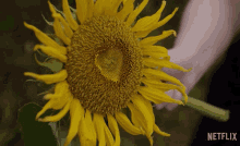 Sunflower Love On The Spectrum GIF - Sunflower Love On The Spectrum Netflix GIFs