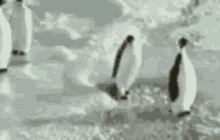 Penguin Slap GIF - Penguin Slap GIFs