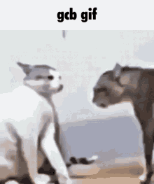 196 196cord GIF - 196 196cord Cat GIFs