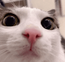 a close up of a cat 's face with a pink nose and black eyes