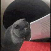 a cat sits on a table looking at a piece of paper that says design of my study