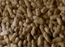 peanut snickers