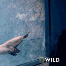 Chilling National Geographic GIF - Chilling National Geographic A Sea Lion Goes For A Walk GIFs