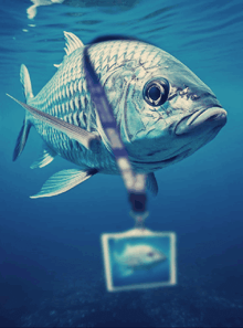 a fish is swimming in the ocean with a picture of a fish attached to it