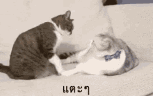 แมว แตะ ลูบหัว GIF - Cats Tap Head Pat GIFs