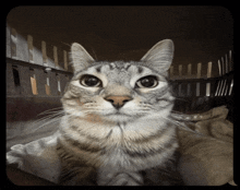 Cat Explodes GIF - Cat Explodes Imessage GIFs