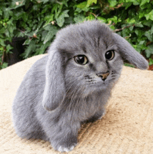 a small gray rabbit with long ears is sitting on a blanket