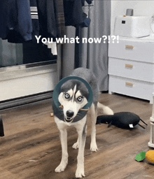 a husky dog wearing a cone collar is standing in a room with the words you what now