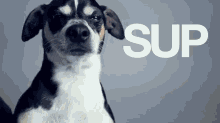 All Of Them GIF - Sup Dog Cute GIFs