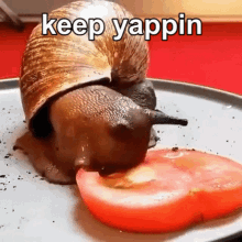 Snail Eating Keep Yappin GIF - Snail Eating Keep Yappin Snail Eating Tomato GIFs