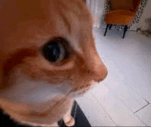 a close up of a cat 's face in a room with a chair in the background .