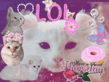 Schuimpie Cat GIF - Schuimpie Cat Lol GIFs