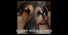 a german shepherd dog is looking at the camera with the words `` sorry your bored '' below it .