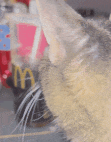 Cat Mcdonald'S GIF - Cat Mcdonald'S Cat Drink GIFs