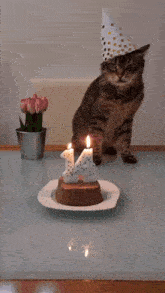 Cat Birthday GIF - Cat Birthday Angry GIFs