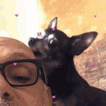 Chihuahua Perro GIF