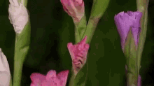 फूल सुबह सुप्रभात शुभ प्रभात GIF - Phool Subah Shubh Prabhat GIFs