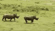 Rhinos Rhinoceros GIF - Rhinos Rhinoceros Running GIFs