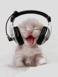 Cat Music GIF