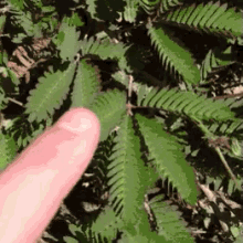 含羞草 植物 羞羞草 GIF - Mimosa Pudica Plant GIFs