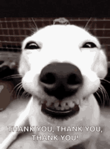 funny thank you animal pictures