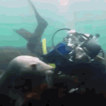 Sea Lion Petting GIF - Sea Lion Petting Underwater GIFs