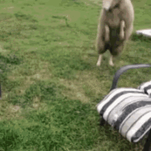 Sheep Animals GIF - Sheep Animals Kukukaka GIFs