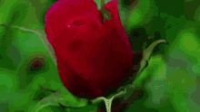 Rose Bloom GIF - Rose Bloom Flowers GIFs