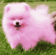 pink dog rolling