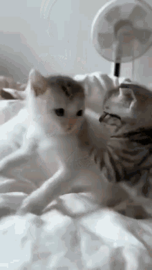 Cats Kittens GIF - Cats Kittens Bite GIFs