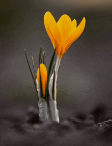 Its Spring GIF - Its Spring GIFs