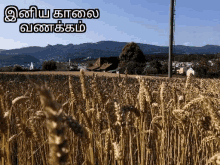 Selfie Tamil GIF - Selfie Tamil Farm GIFs