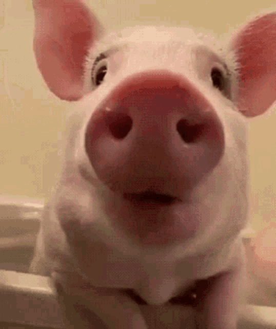 Pigвалакасгладпожилой GIF - Pigвалакасгладпожилой GIFs