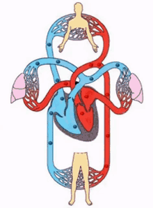 Circulatory System Gif GIFs | Tenor