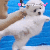 a small white dog is being held by a person with the words royal family written on the bottom