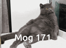 Mog Mogcat GIF - Mog Mogcat Mog 171 GIFs
