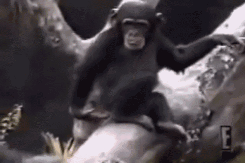 Welcome To The Jungle Stinky Monkey GIF - Welcome To The Jungle Stinky  Monkey Le Monkey - Discover & Share GIFs 