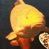 koi fish hungry