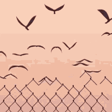 Birds Flying GIF