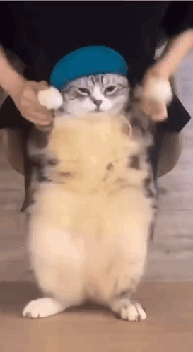 cute cat dancing but full version on Make a GIF